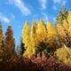 Ec quaking aspen 3