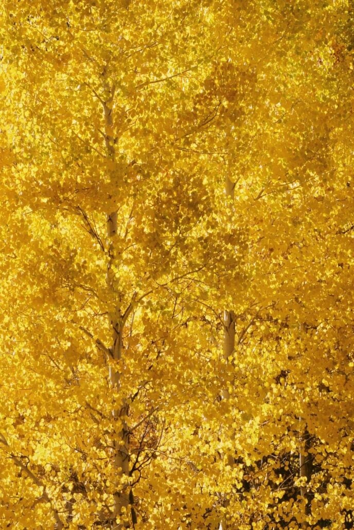 Ec quaking aspen close up
