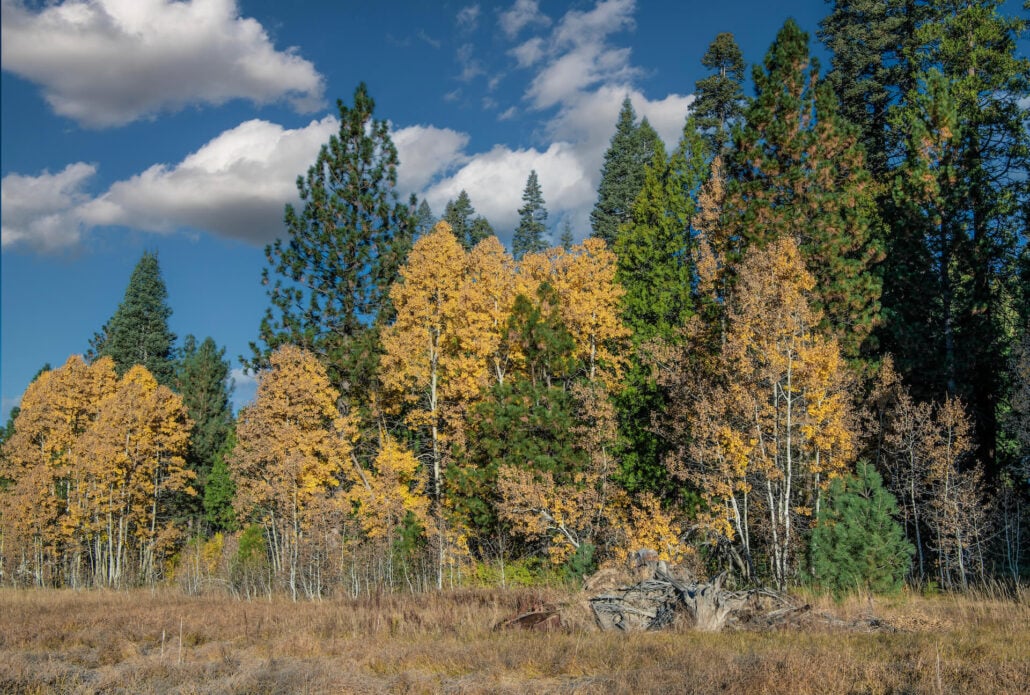 Emigrant gap meadow