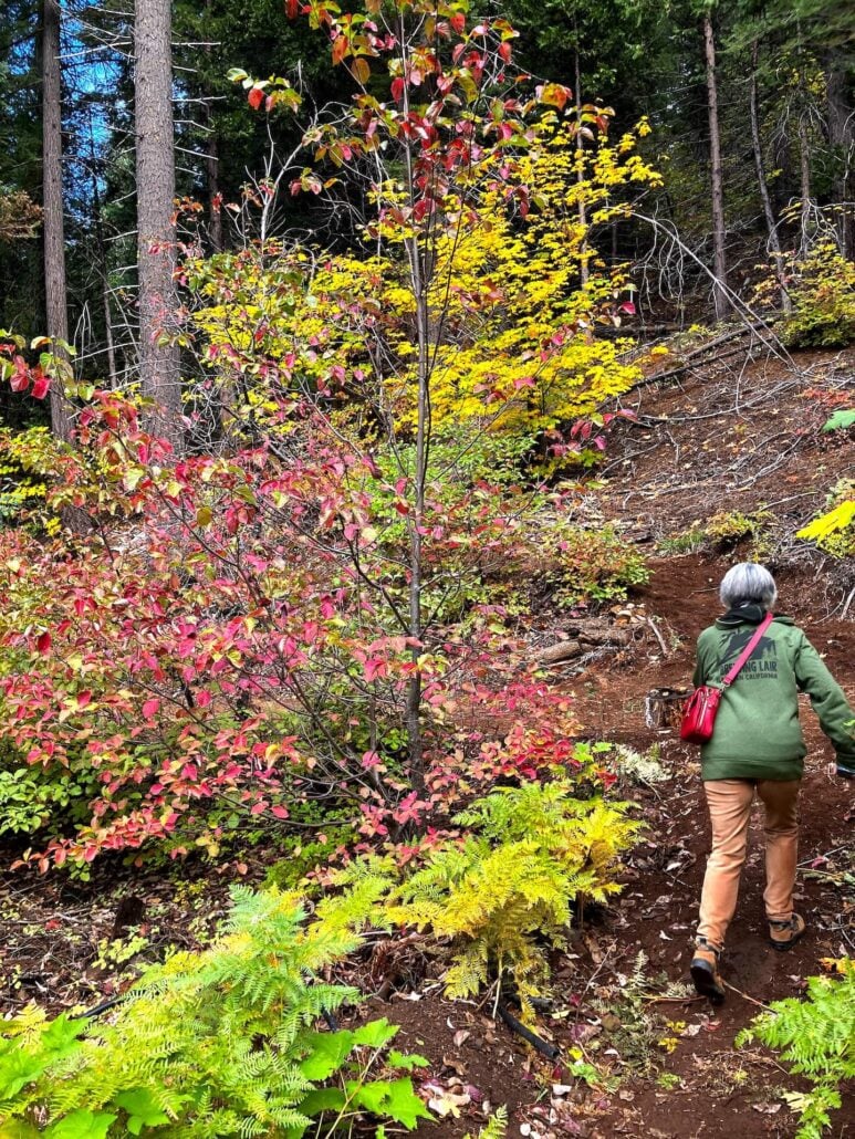 Hiker enjoying the colors of the dogwoods