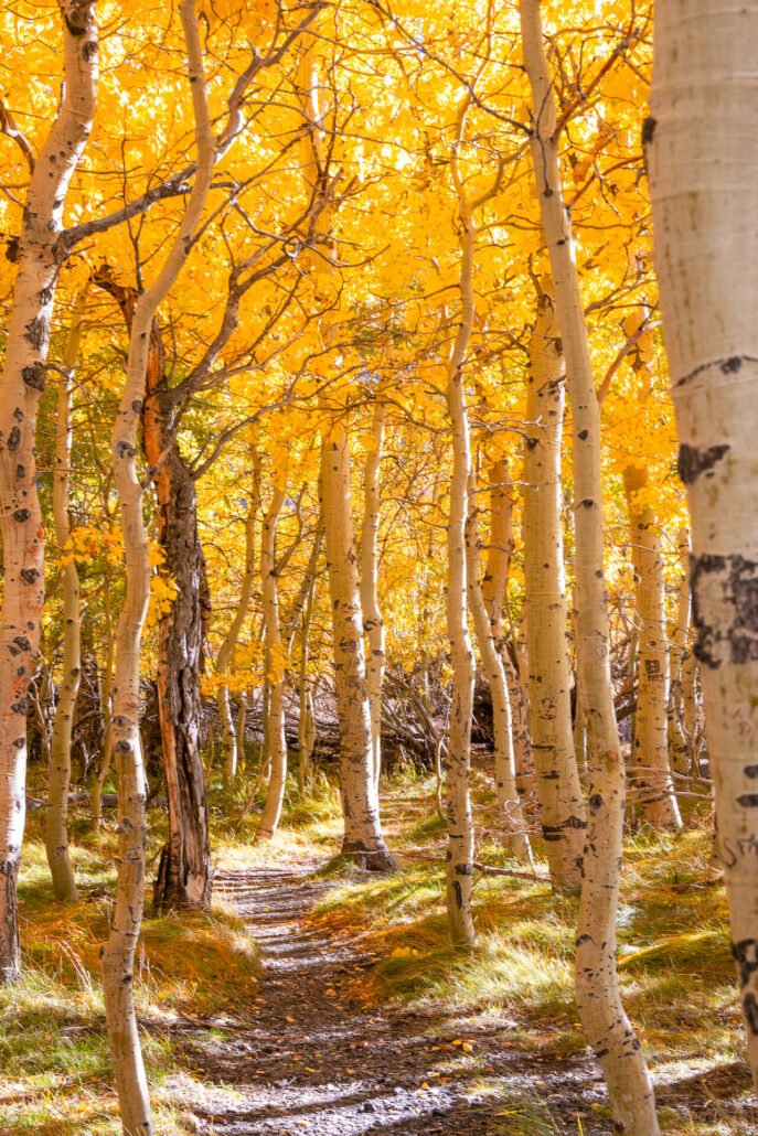 June lake fall colors (10 20 25) credit samantha lindberg mammoth lakes tourism 10