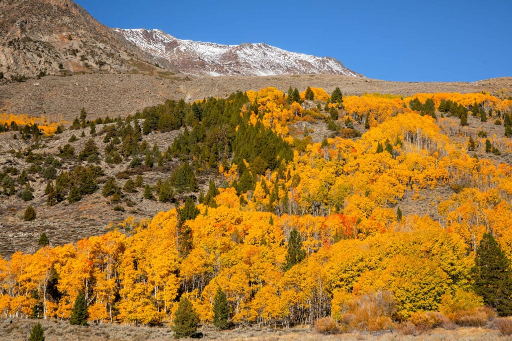 June lake fall colors (10 20 25) credit samantha lindberg mammoth lakes tourism