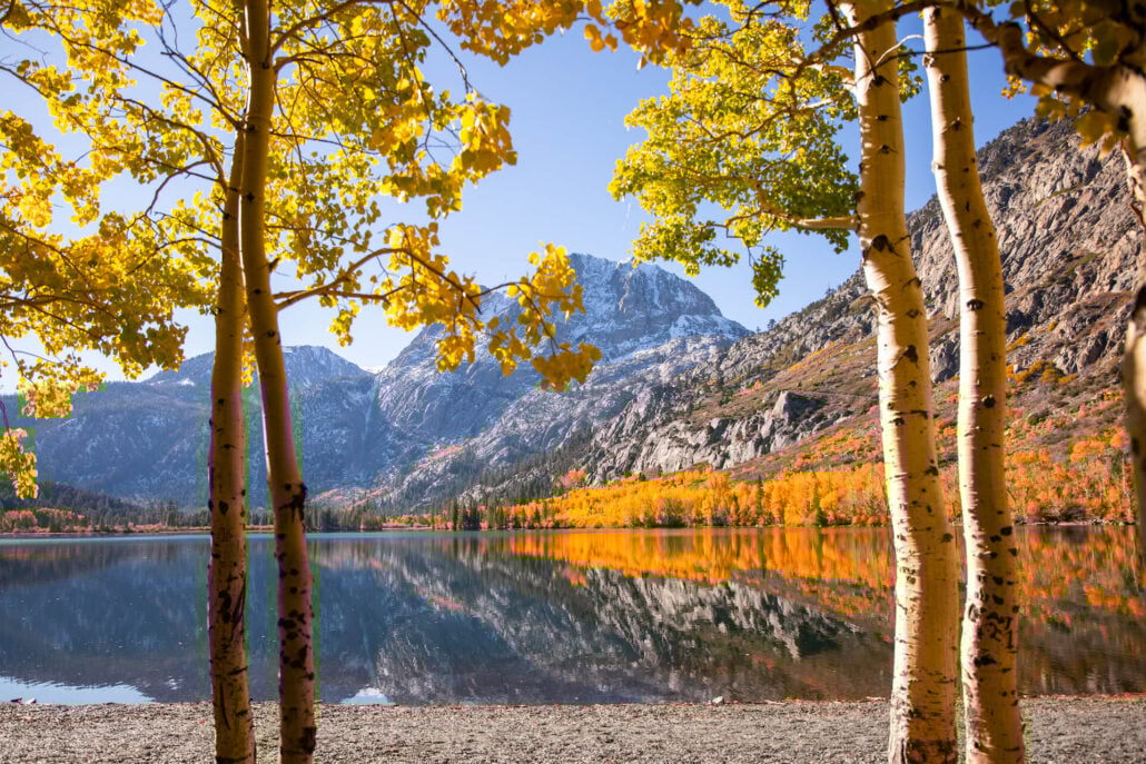 June lake fall colors (10 20 25) credit samantha lindberg mammoth lakes tourism 12