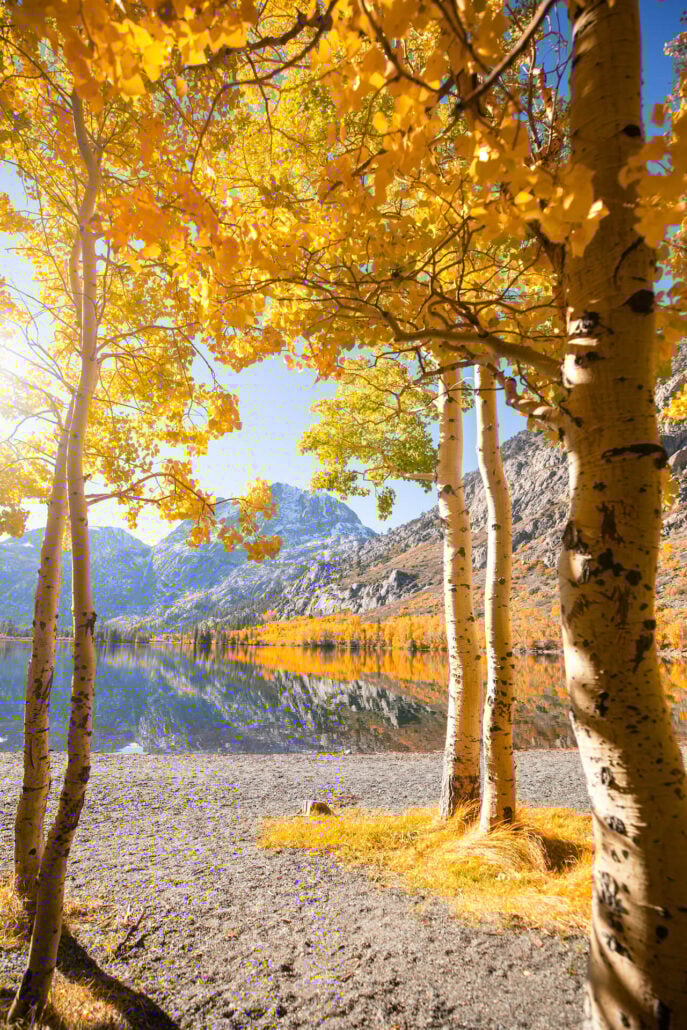 June lake fall colors (10 20 25) credit samantha lindberg mammoth lakes tourism 14