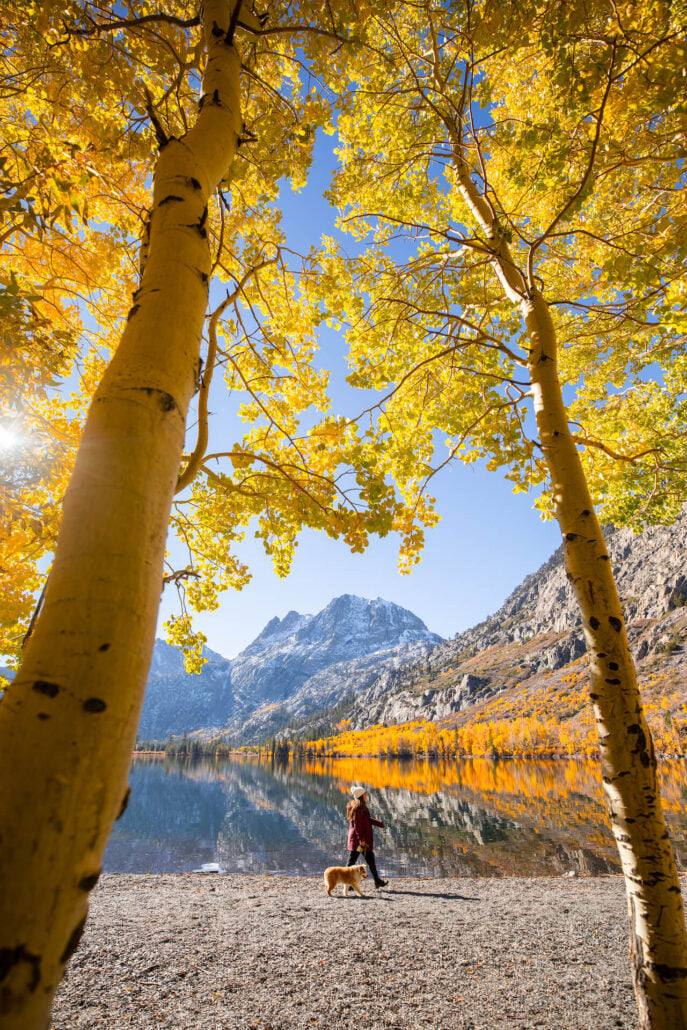 June lake fall colors (10 20 25) credit samantha lindberg mammoth lakes tourism 15