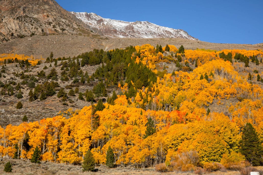 June lake fall colors (10 20 25) credit samantha lindberg mammoth lakes tourism 3