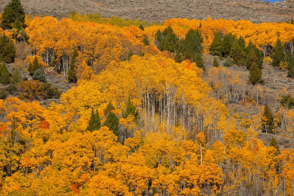 June lake fall colors (10 20 25) credit samantha lindberg mammoth lakes tourism 4