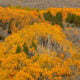 June lake fall colors (10 20 25) credit samantha lindberg mammoth lakes tourism 4