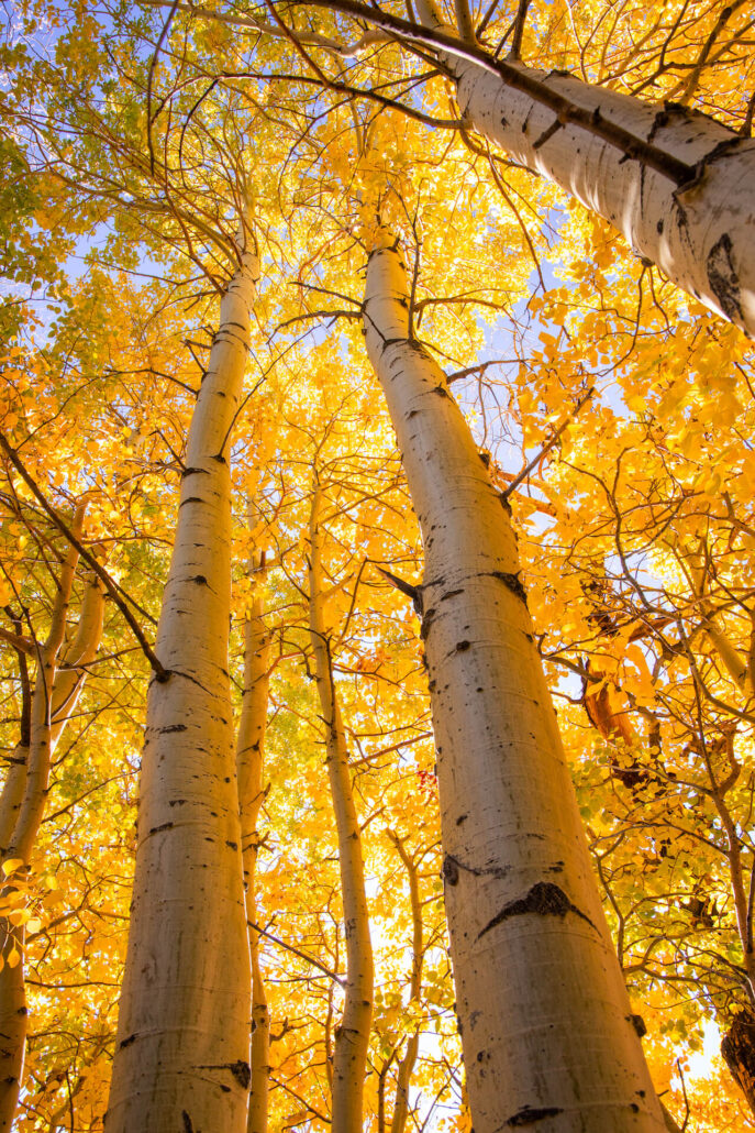 June lake fall colors (10 20 25) credit samantha lindberg mammoth lakes tourism 9