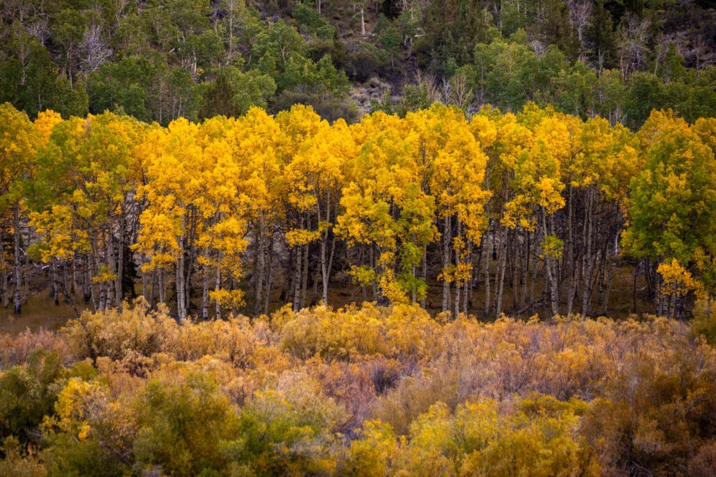 June lake loop (10 29 25) photo credit samantha lindberg mammoth lakes tourism 5