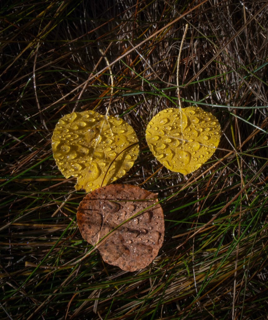 Leaves and dew