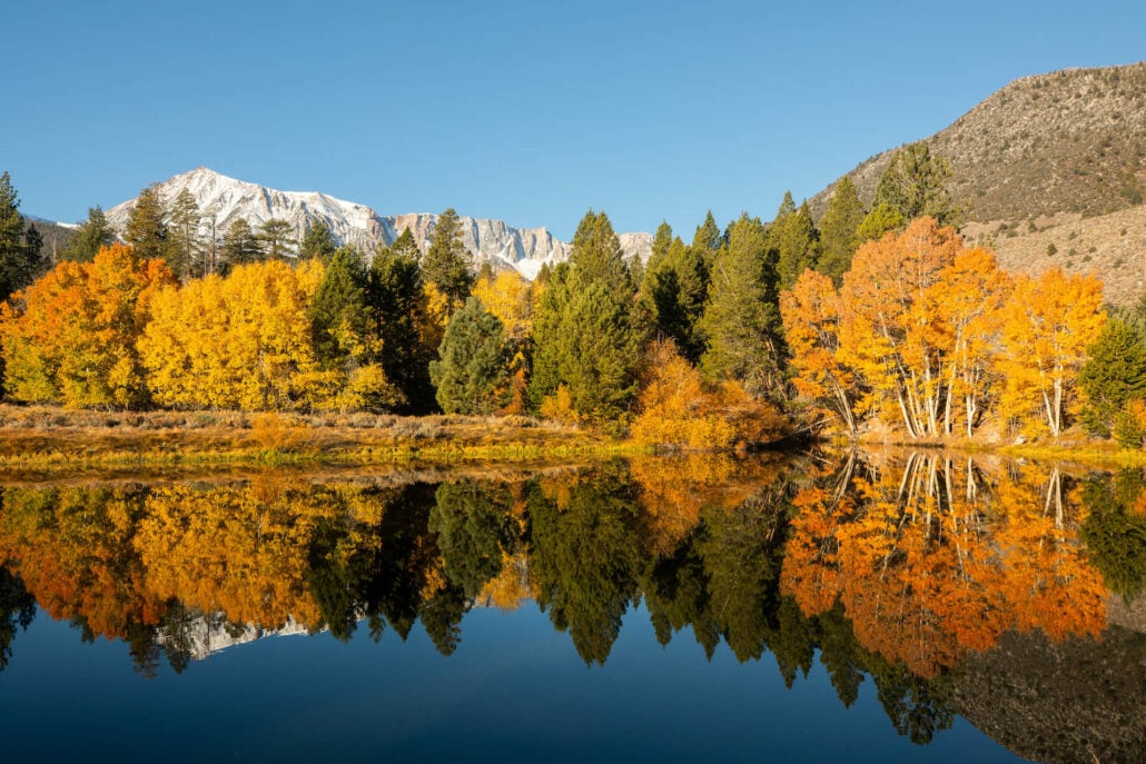 Lee vining fall colors (10 20 25) credit samantha lindberg mammoth lakes tourism