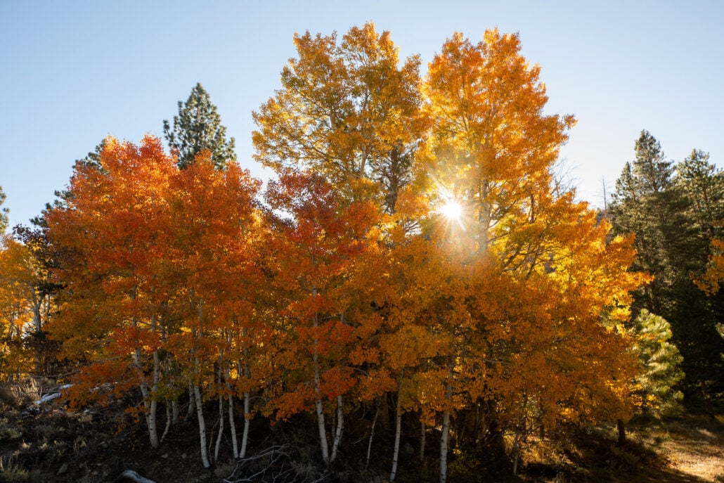 Lee vining fall colors (10 20 25) credit samantha lindberg mammoth lakes tourism 11