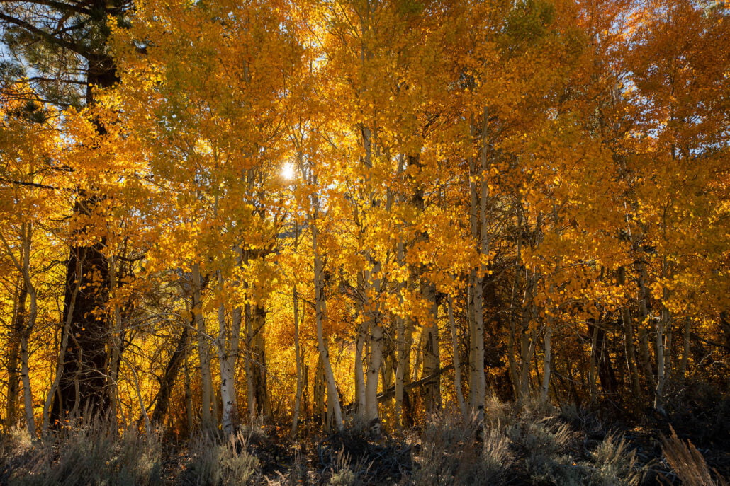 Lee vining fall colors (10 20 25) credit samantha lindberg mammoth lakes tourism 14