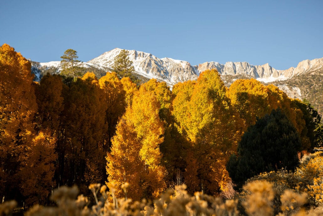 Lee vining fall colors (10 20 25) credit samantha lindberg mammoth lakes tourism 16