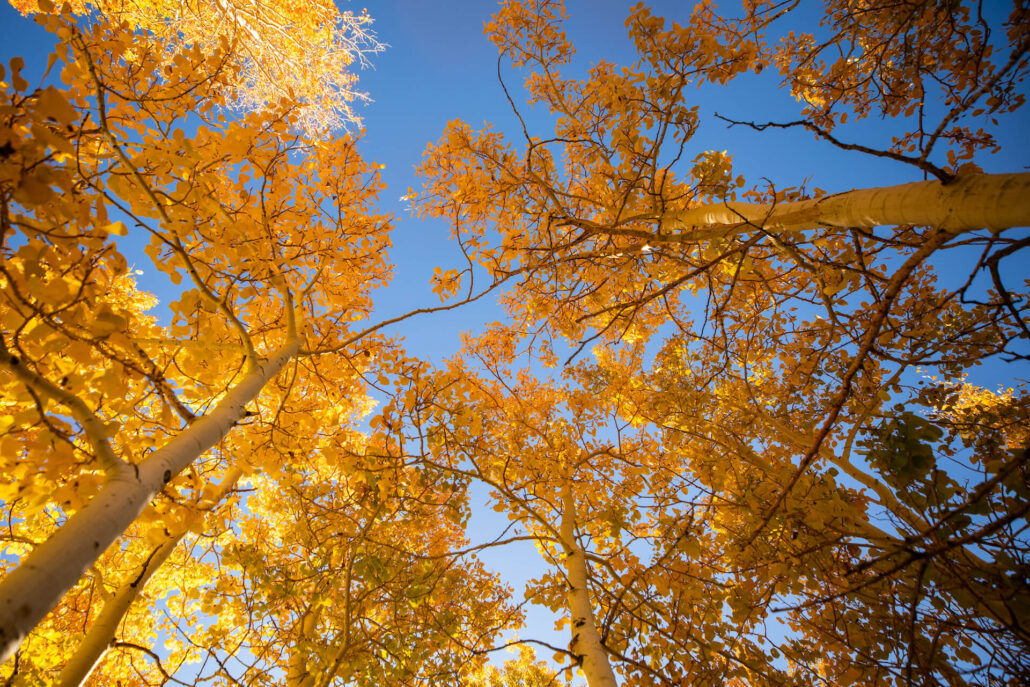 Lee vining fall colors (10 20 25) credit samantha lindberg mammoth lakes tourism 19
