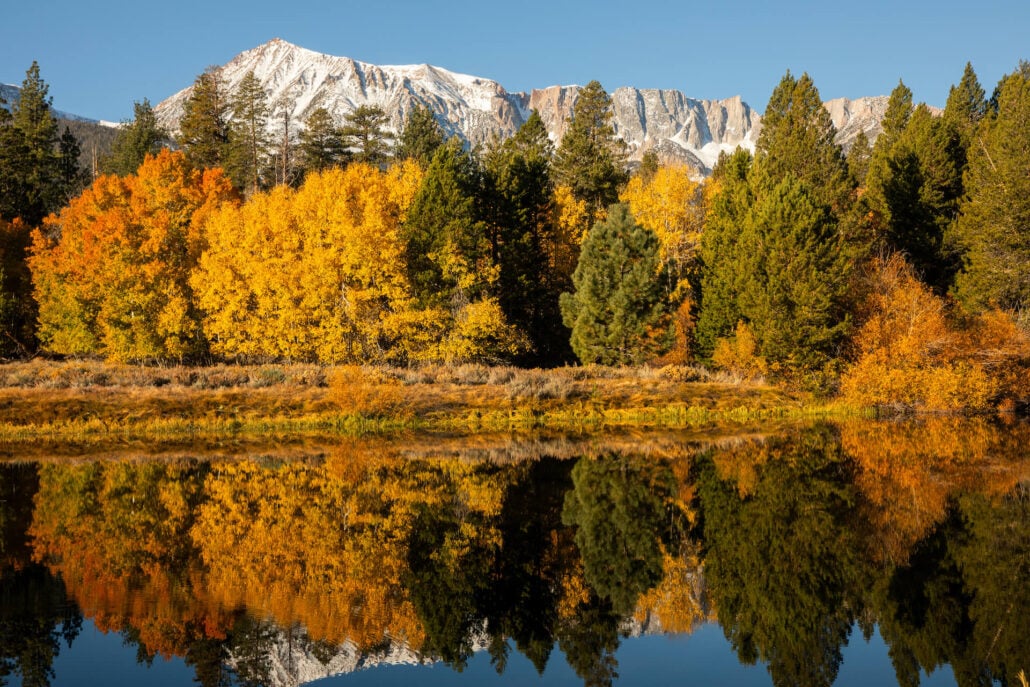 Lee vining fall colors (10 20 25) credit samantha lindberg mammoth lakes tourism 2