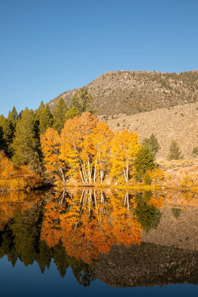 Lee vining fall colors (10 20 25) credit samantha lindberg mammoth lakes tourism 6