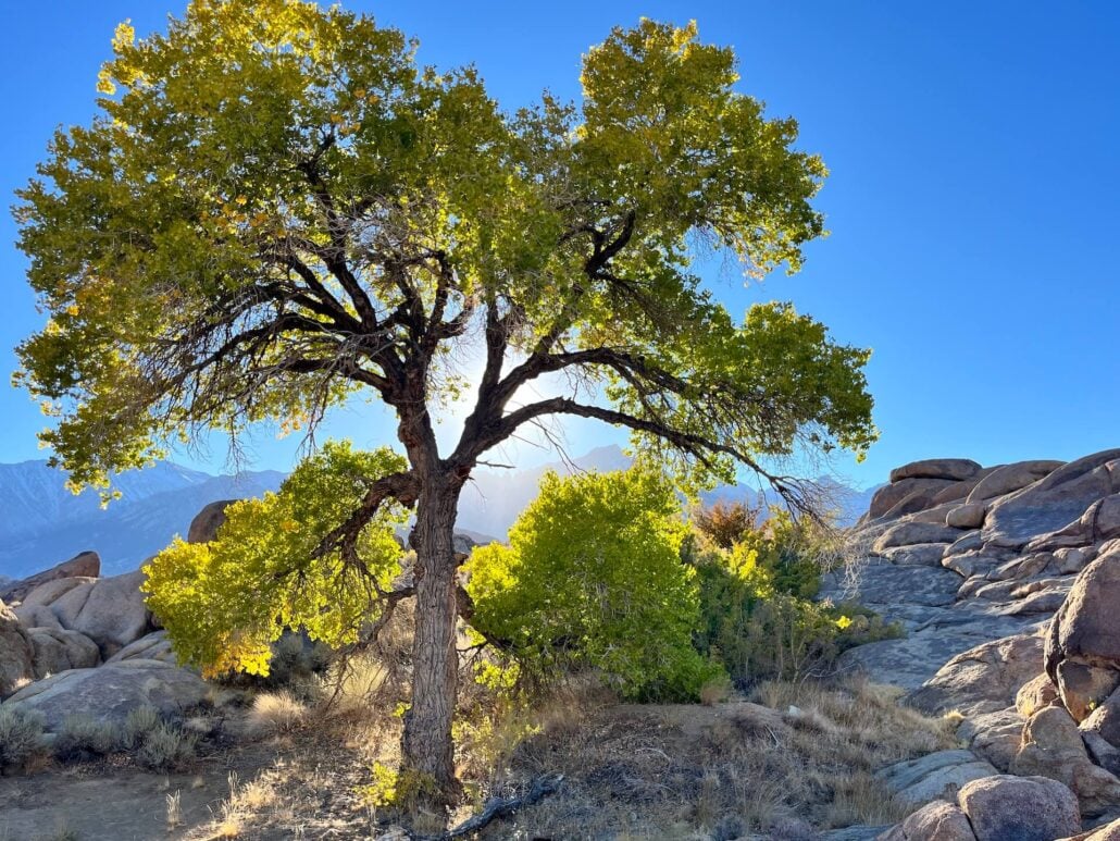 Lone pine 10 21 25 2