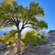 Lone pine 10 21 25 2