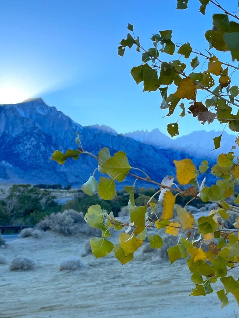 Lone pine 10 21 25 5
