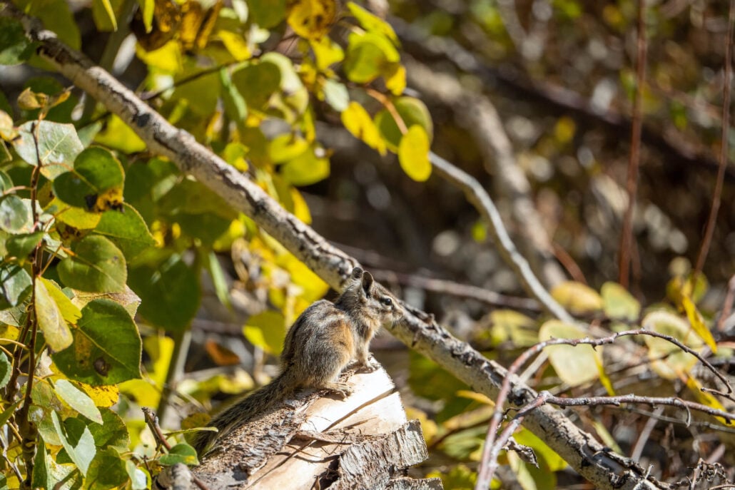 Lundy canyon (3)