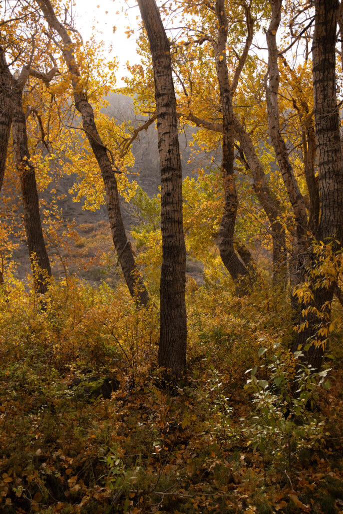 Mcgee canyon (10 13 25) photo credit samantha lindberg mammoth lakes tourism 14