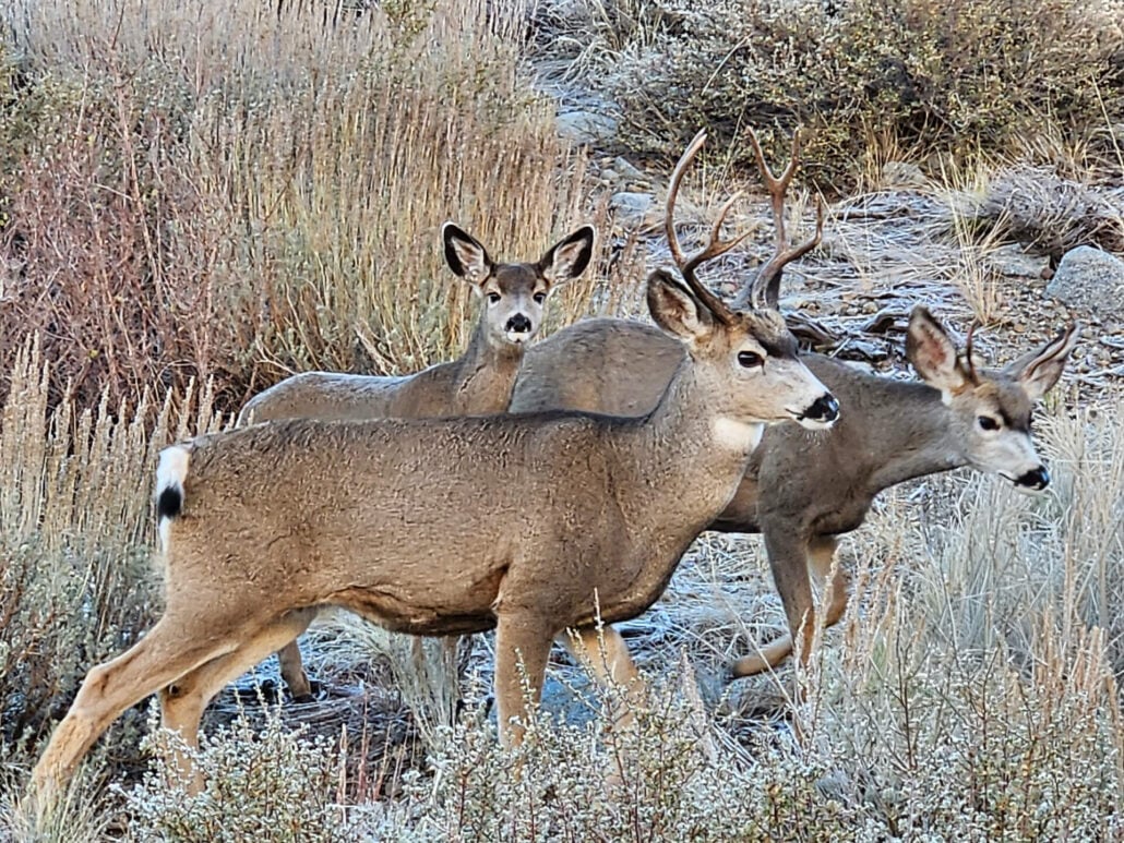 Mcgee creek deer