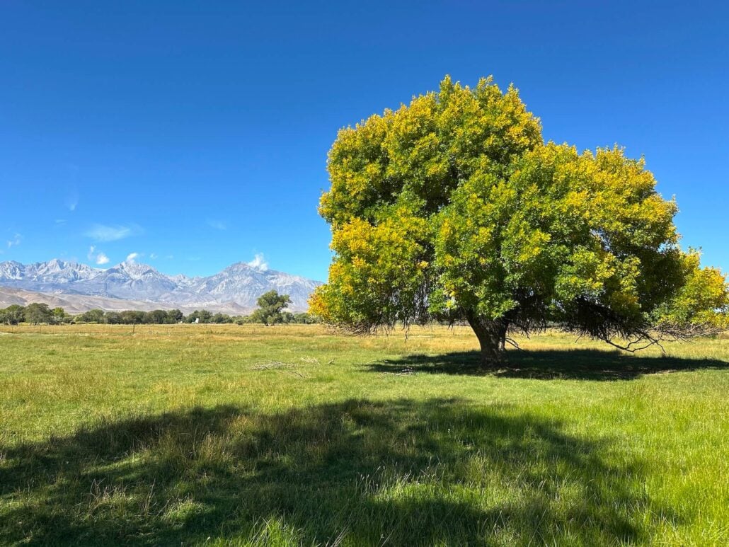 Owens valley 10 1 25 1