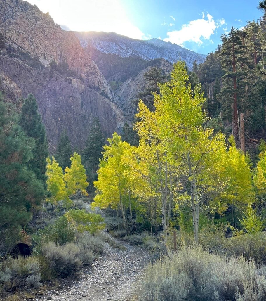 Pine creek 10 1 25 5