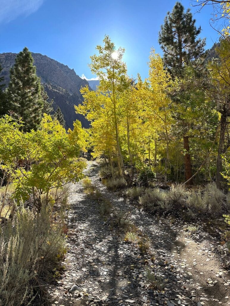 Pine creek 10 1 25 6