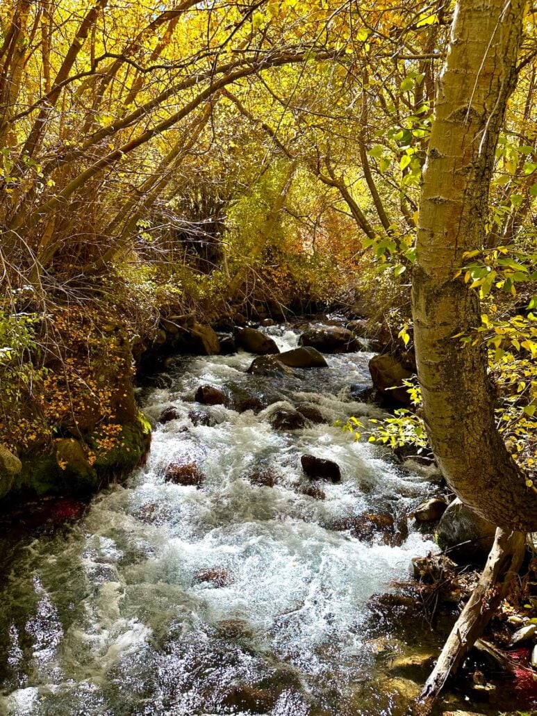 Pine creek 10 21 25 2