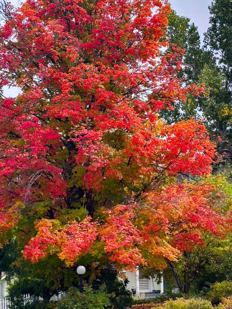 The town of quincy thieler maple colors the town courtesy of bob blesse