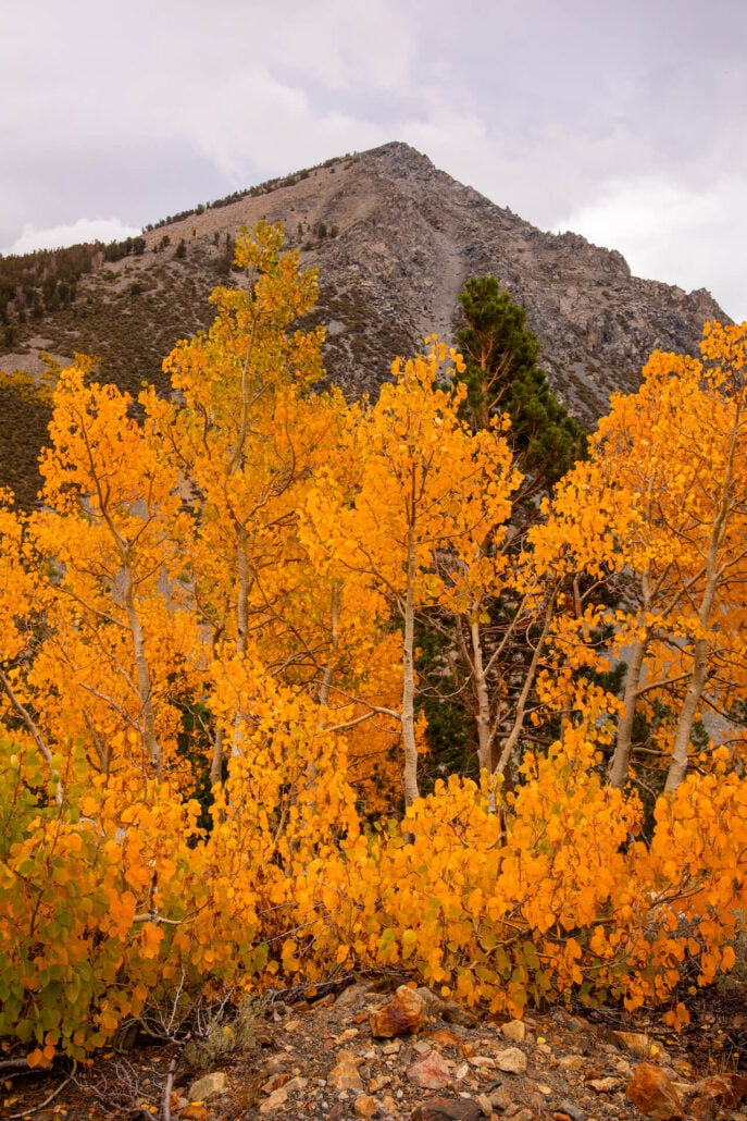 Tioga pass (10 29 25) photo credit samantha lindberg mammoth lakes tourism 12