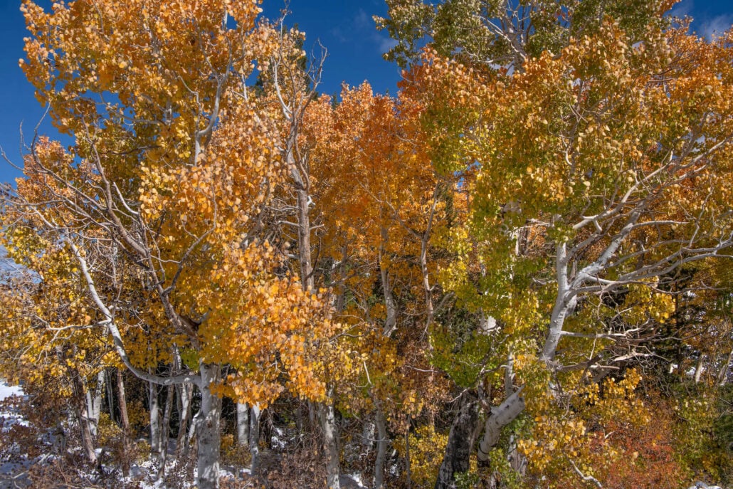 Virginia lakes road 2