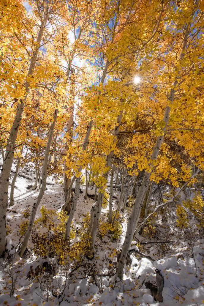 Virginia lakes road