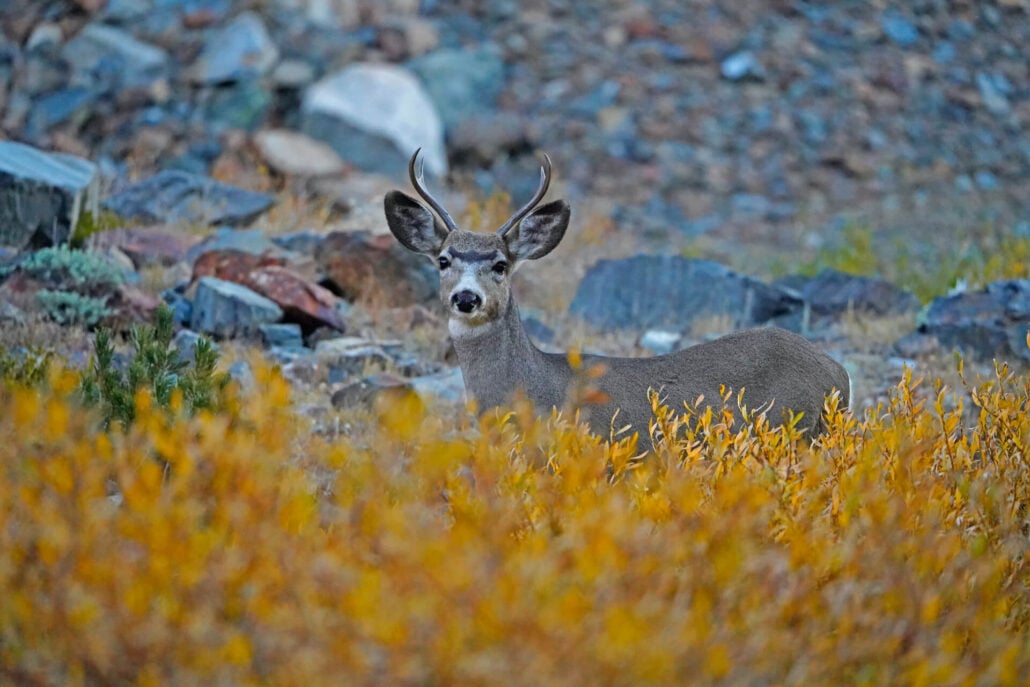 Virginia lakes area (2)