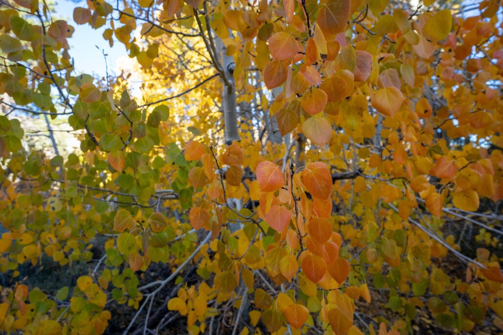 Virginia lakes area (8)