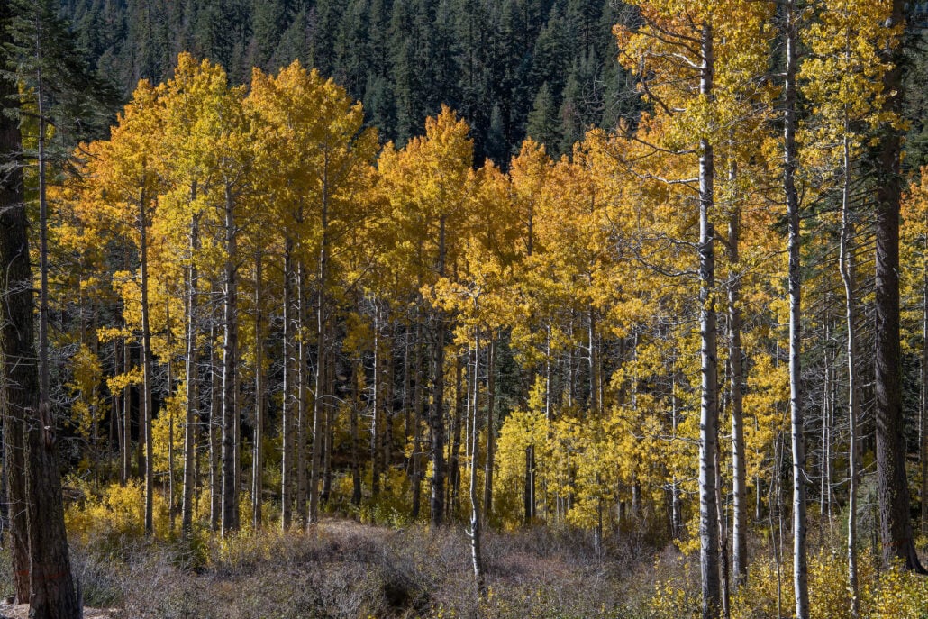 Yuba pass highway 49