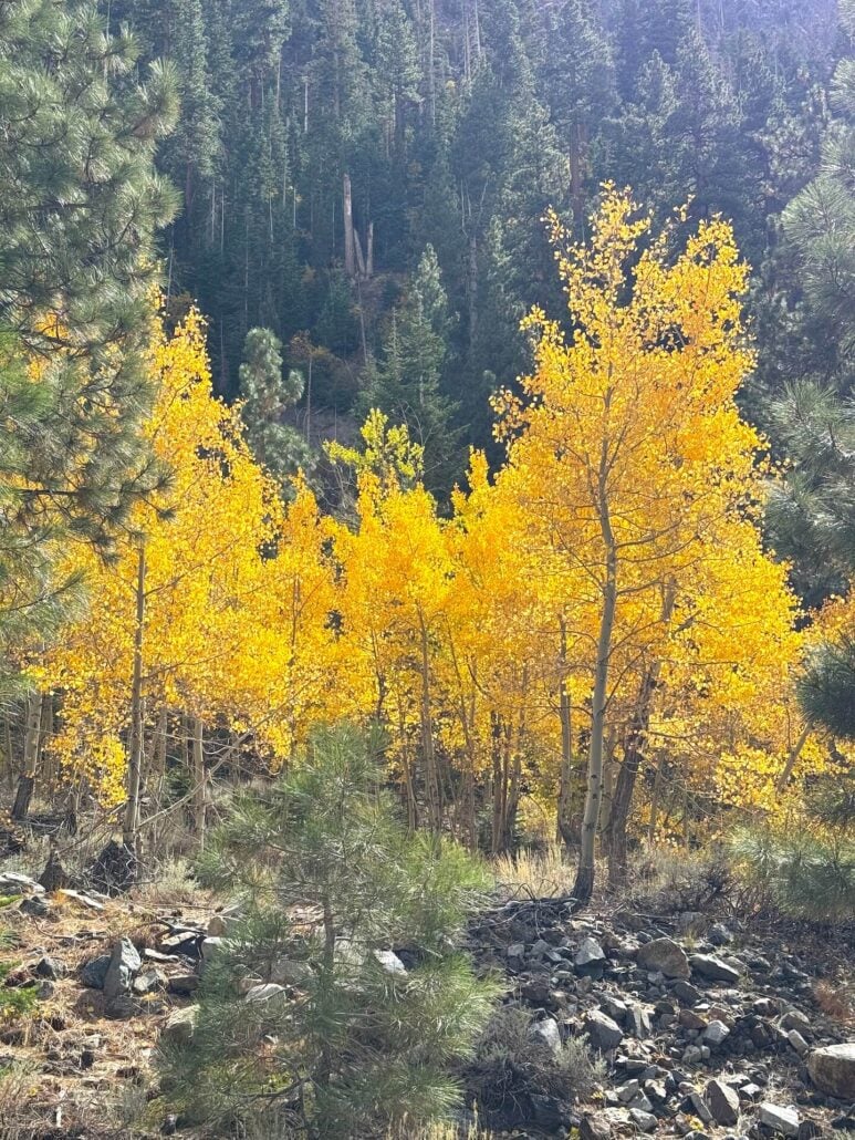Image1 2