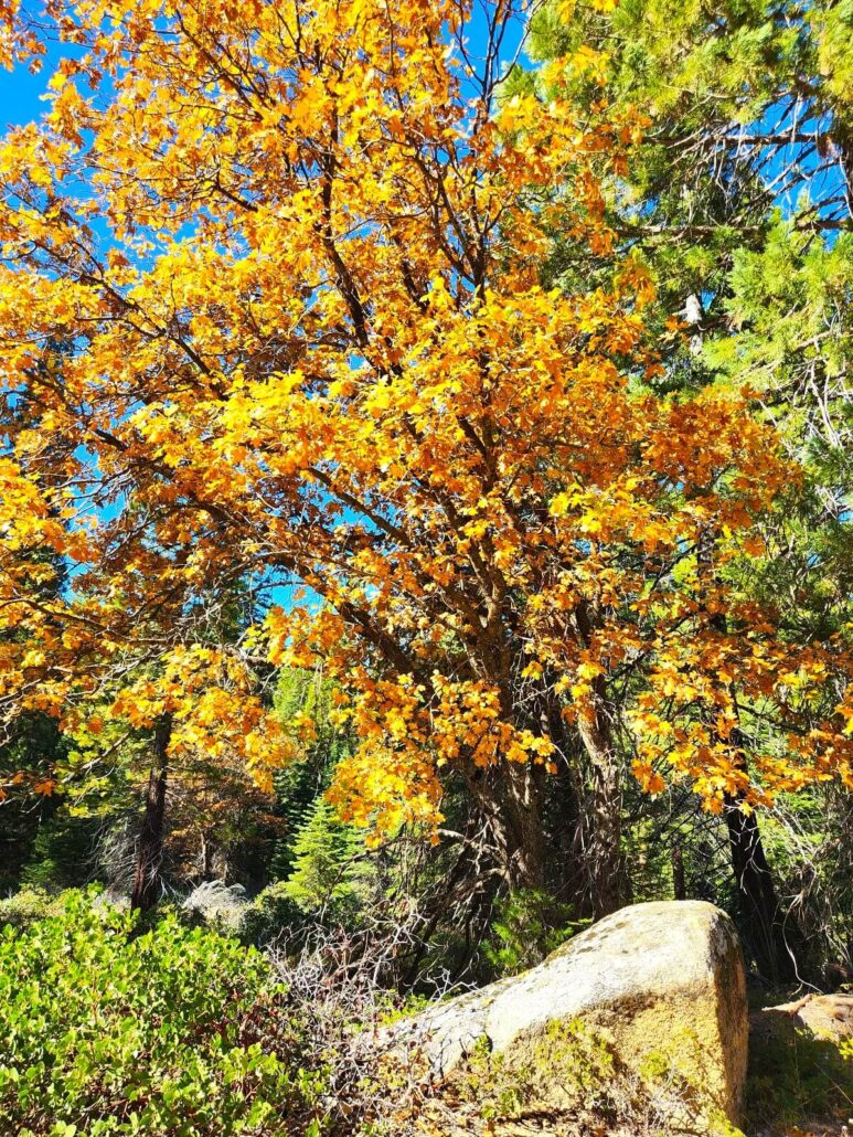 01 road to boole trail oak