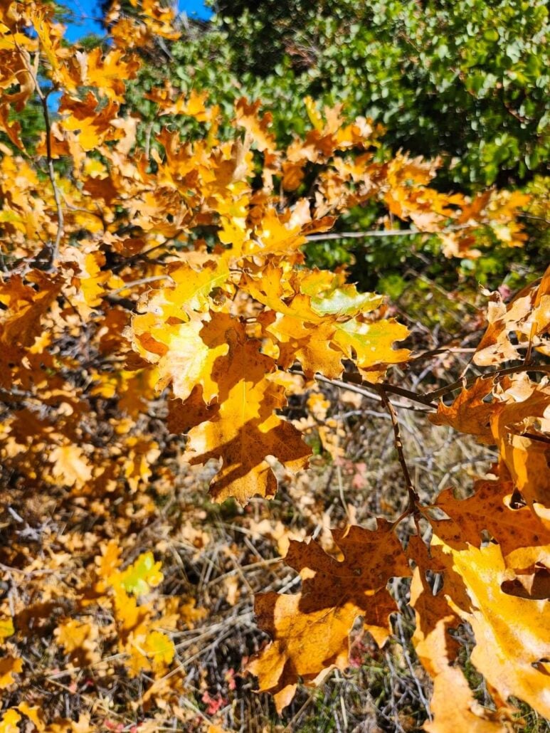04 boole trail oak leaves