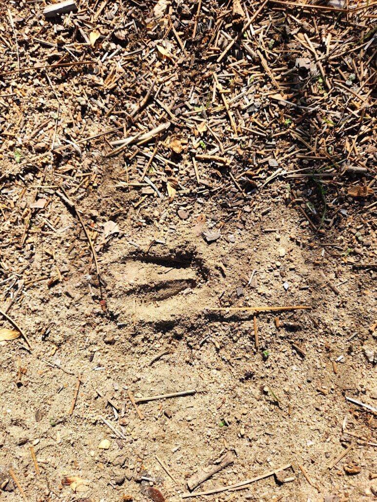 06 boole trail deer track