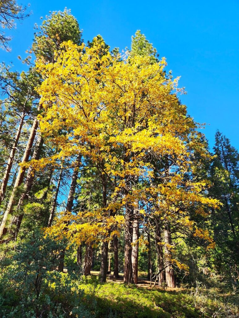 07 hume lake oak in pines