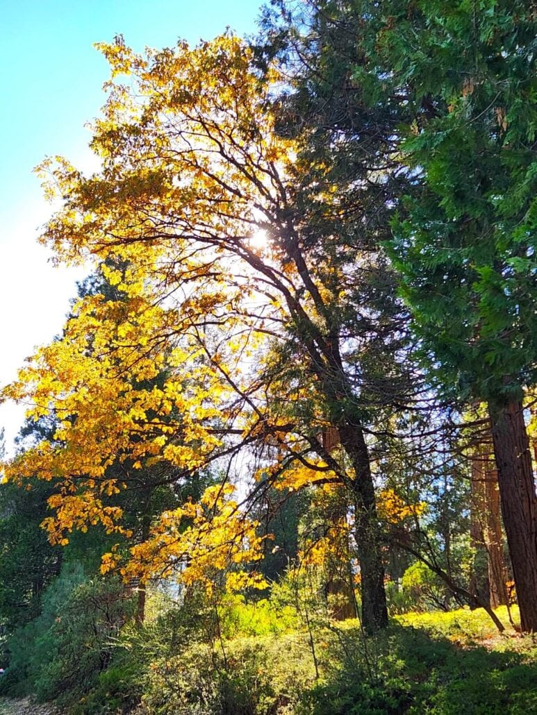 08 hume lake sunlight oak