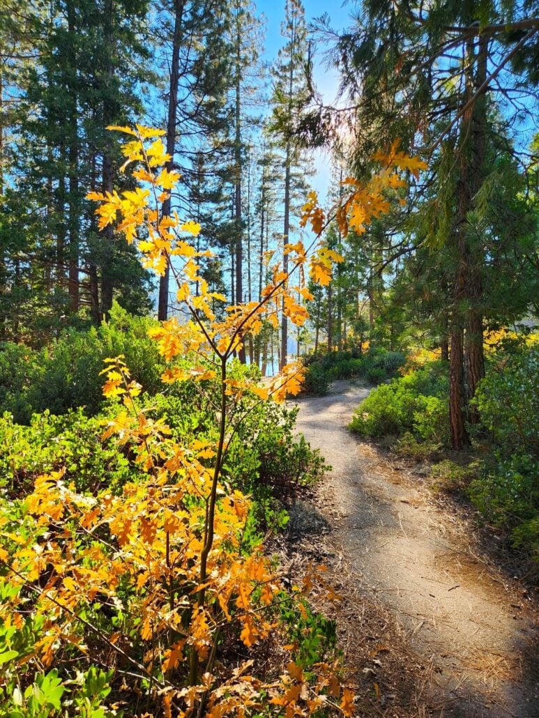 09 hume lake trail oak