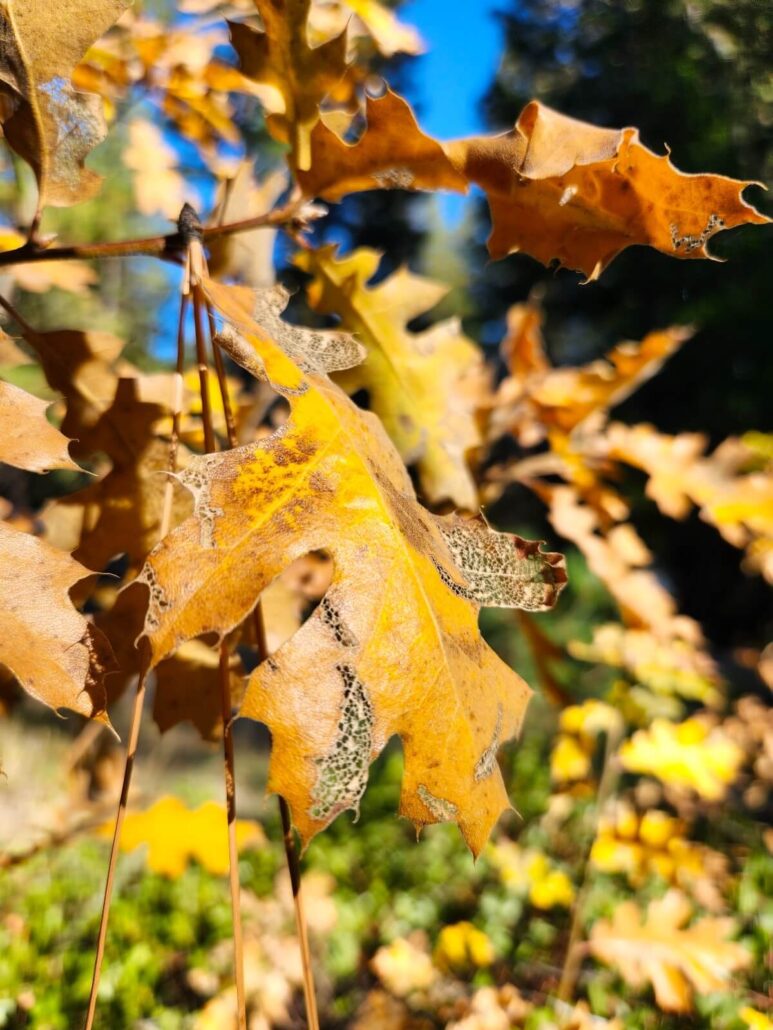 10 hume lake oak leaves closeup