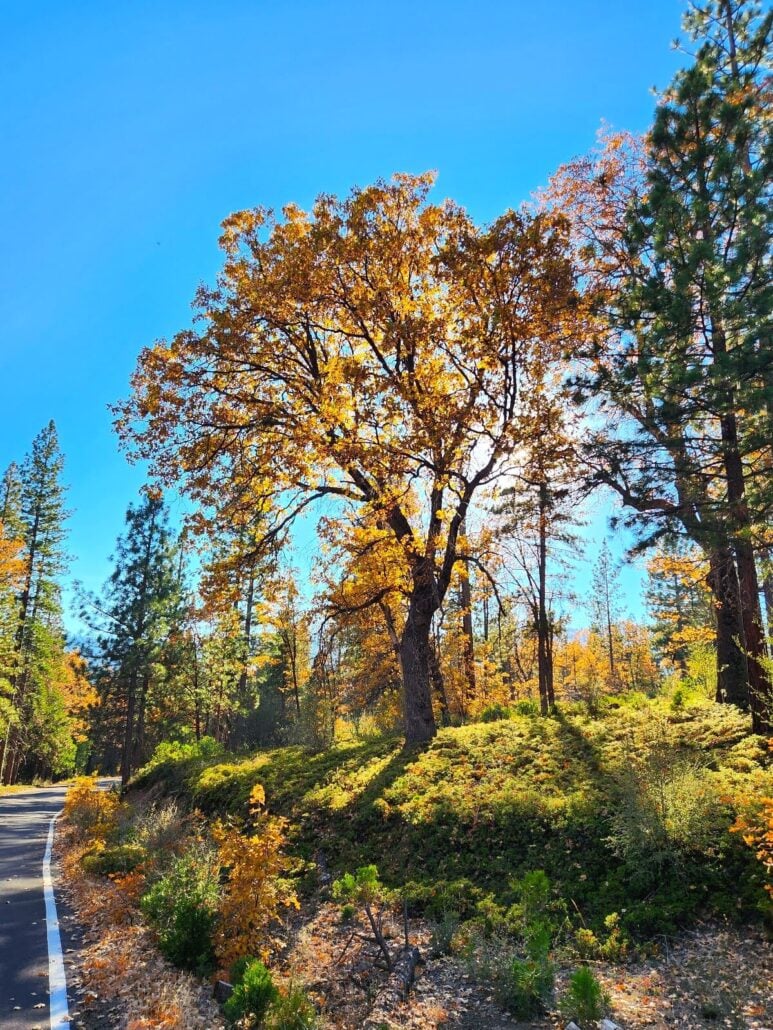 13 hume lake sunlight oak