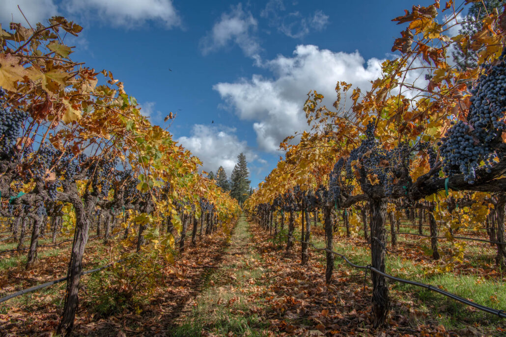 Apple hill vineyard