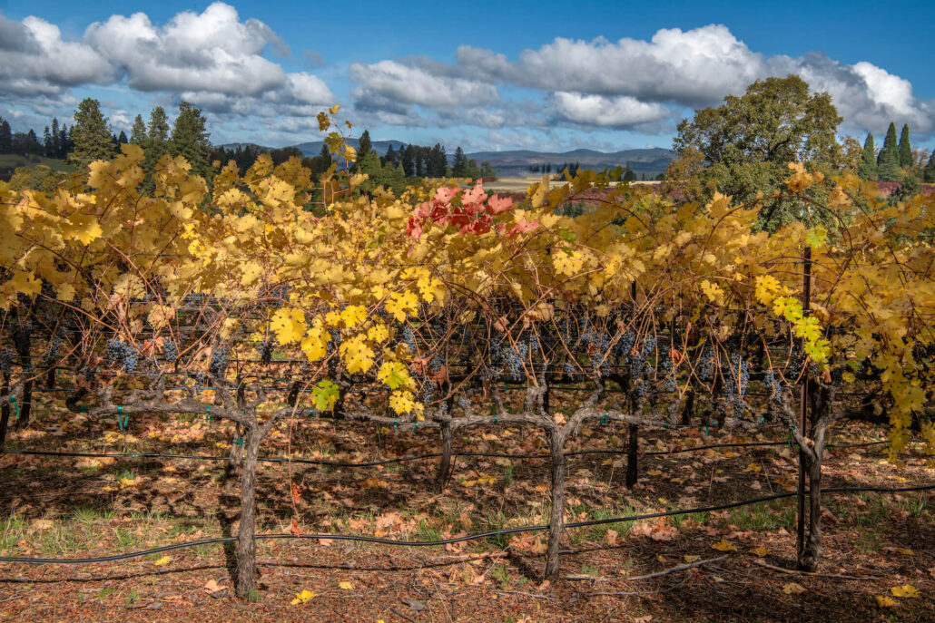 Apple hill vineyard 2